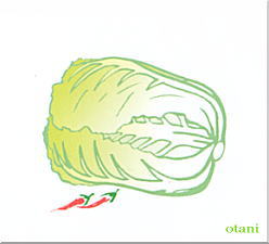 白菜の一夜漬け物